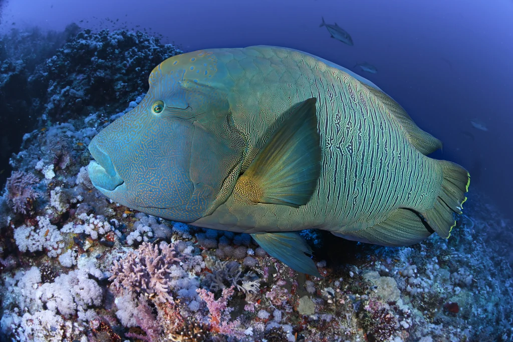 poisson en egypte