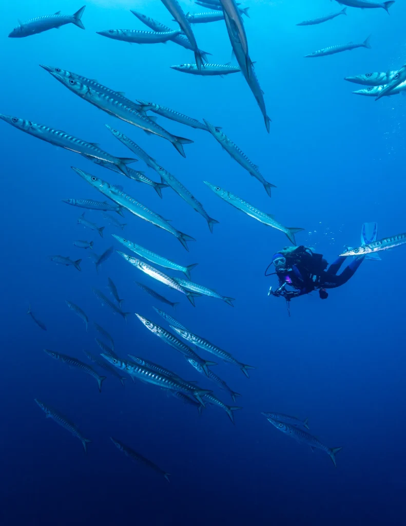 banc de poisson avec plongeur