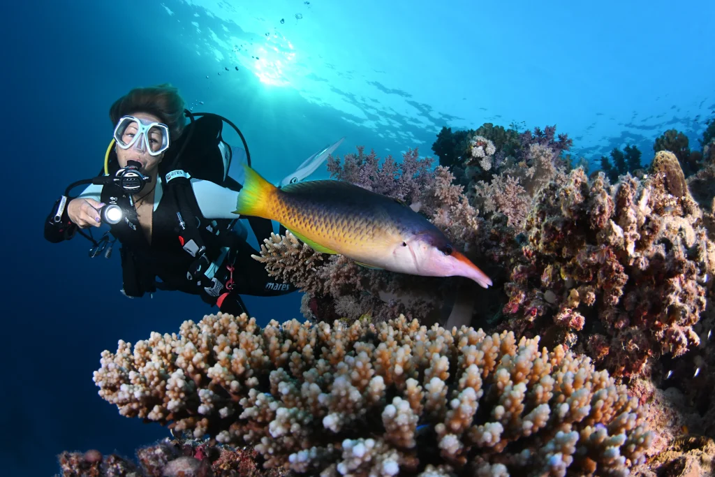 plongeur avec poisson qui se cache dans le corail