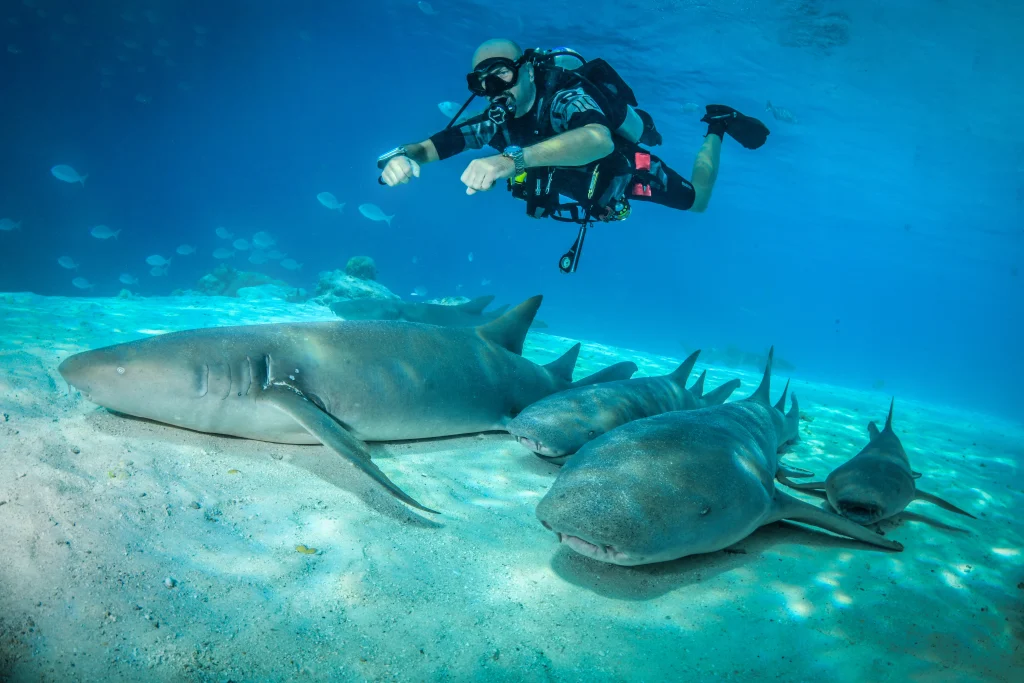 plongeur et requins nourrice sur sable