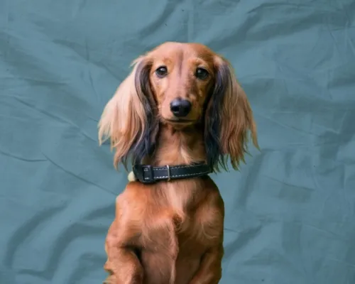 Paloma